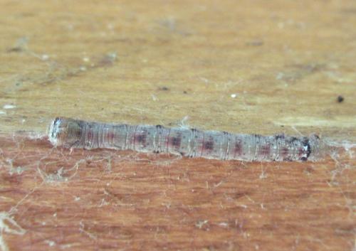 Agriopis (aurantiaria-marginaria)
